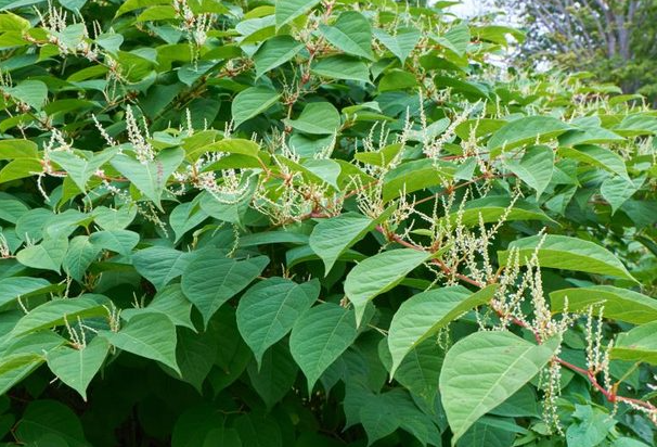 What is polygonum cuspidatum root extract resveratrol.png